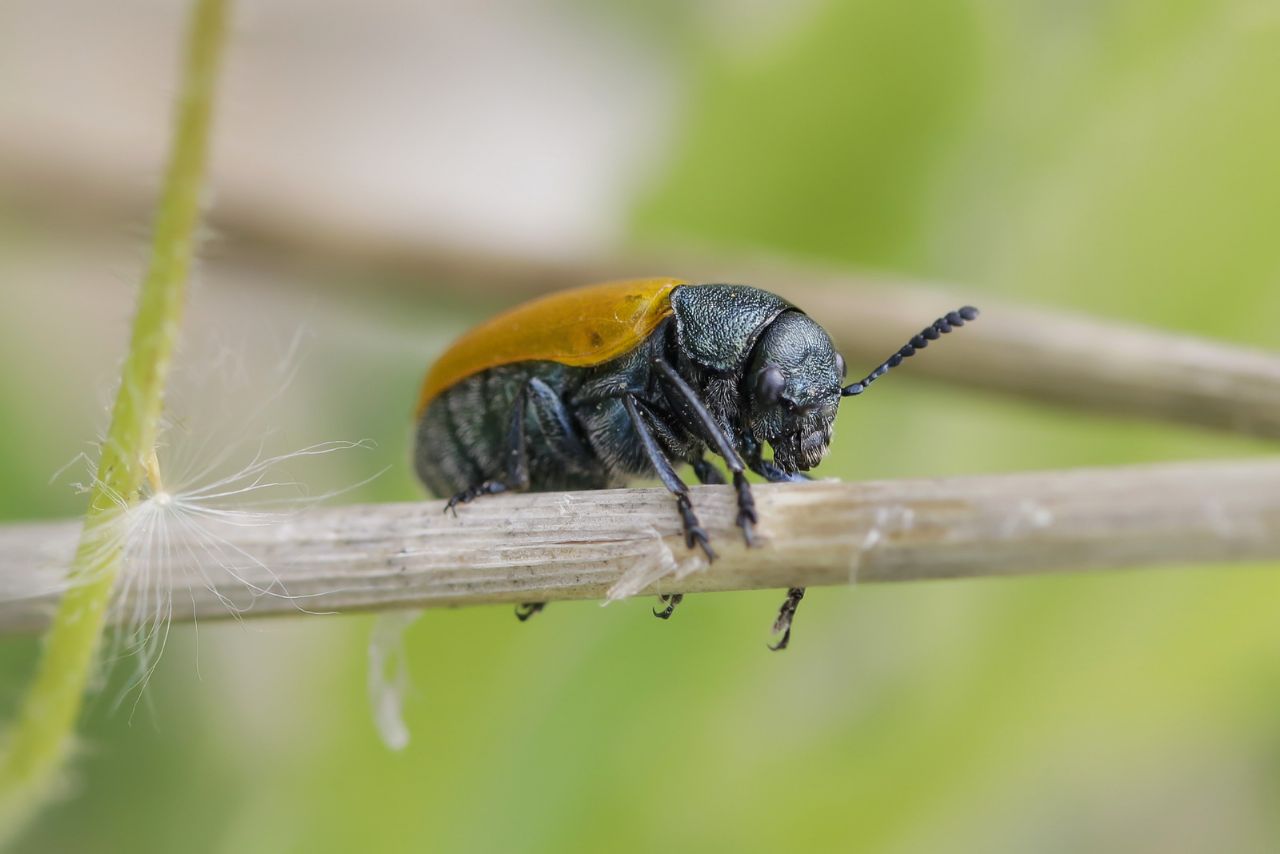 Chrysomelidae - Labidostomis taxicornis ? Sì.
